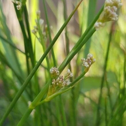 Juncus subnodulosus Flower