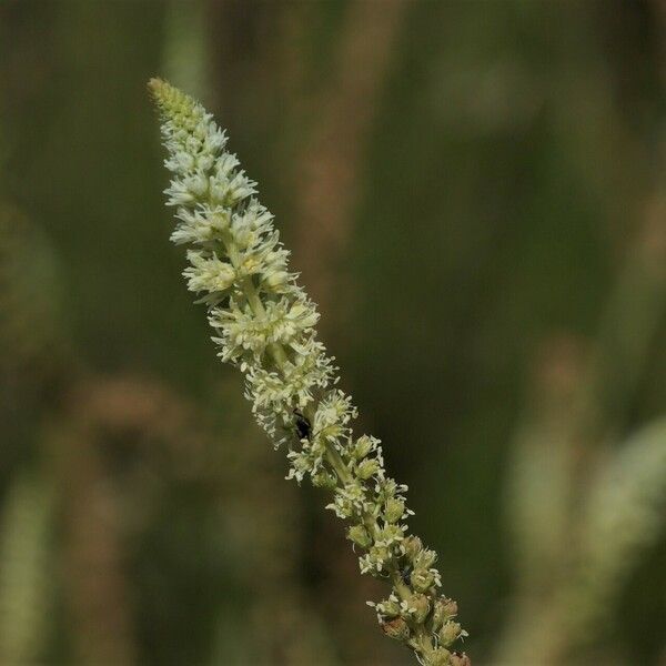 Reseda alba Flor