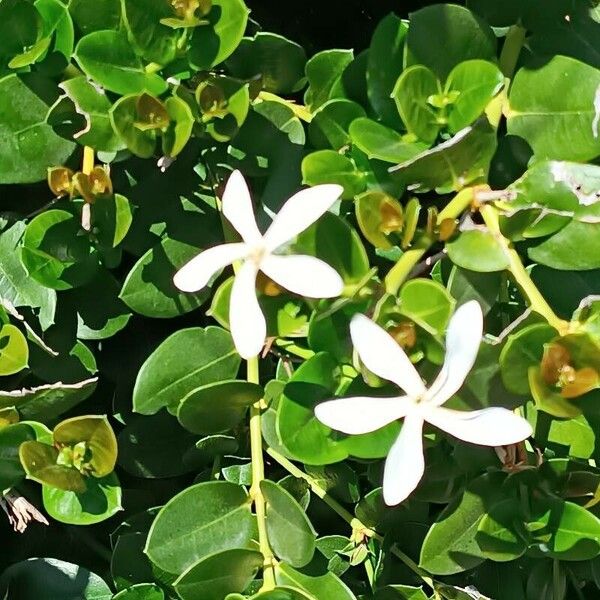 Carissa macrocarpa Flower