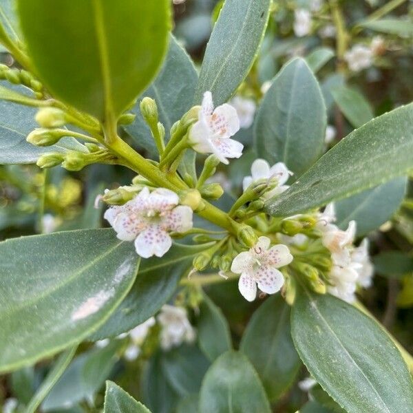 Myoporum laetum 花