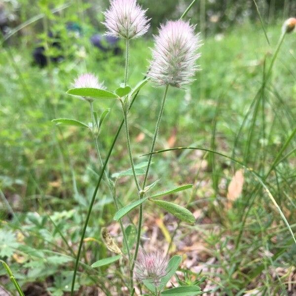 Trifolium arvense Levél