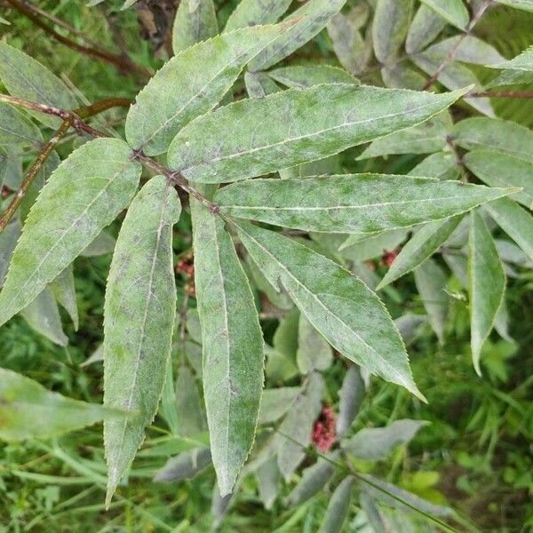 Sambucus racemosa Leaf