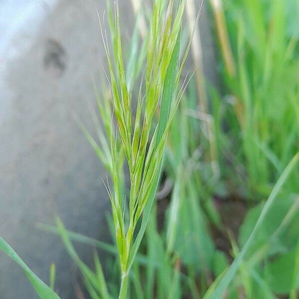 Bromus tectorum Flower