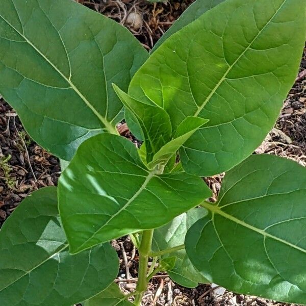 Mirabilis jalapa Blad