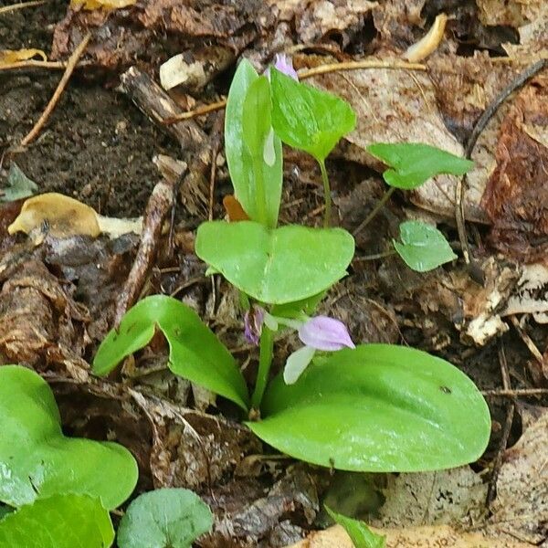 Galearis spectabilis ഇല