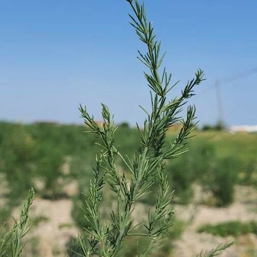 Asparagus officinalis Folio