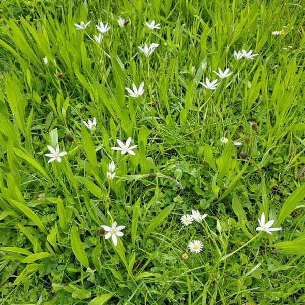 Ornithogalum divergens Habitus