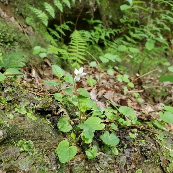 Viola blanda Lorea