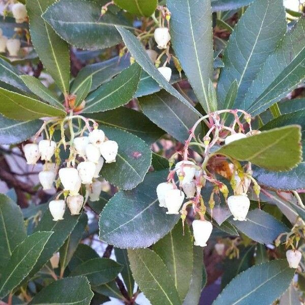 Arbutus unedo Bloem