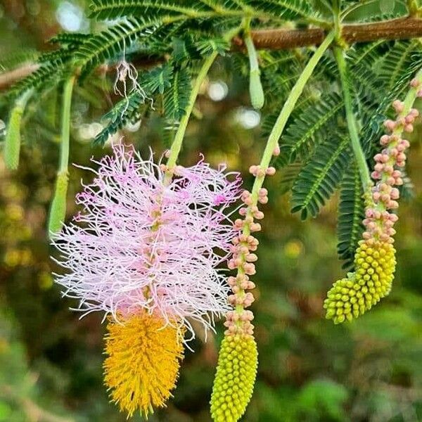 Dichrostachys cinerea Fleur