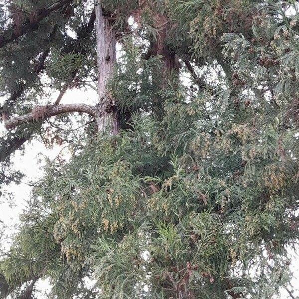 Cryptomeria japonica Celota