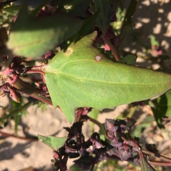 Atriplex prostrata Liść