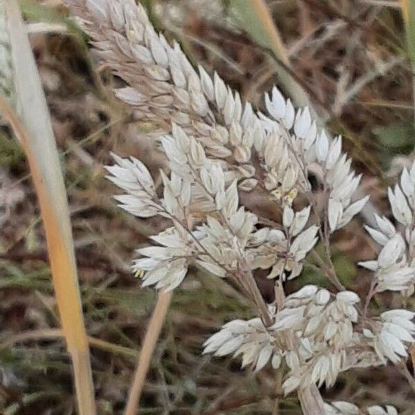 Holcus lanatus ফুল