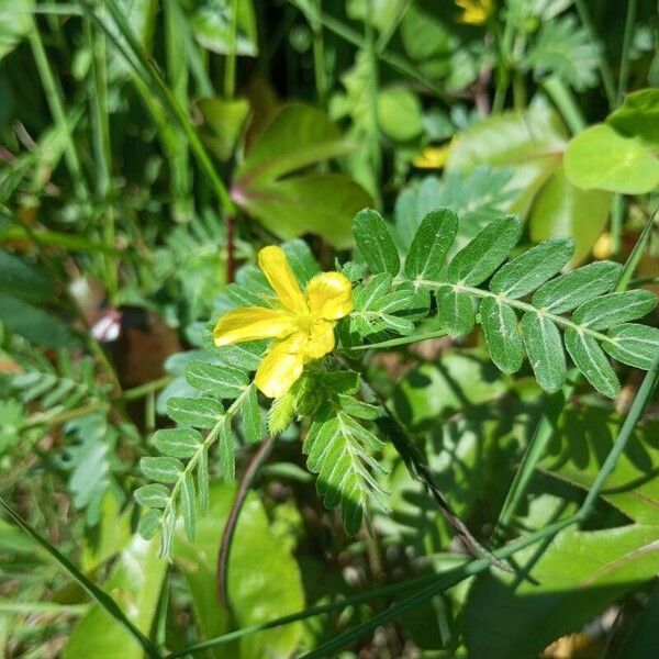 Tribulus cistoides Кветка