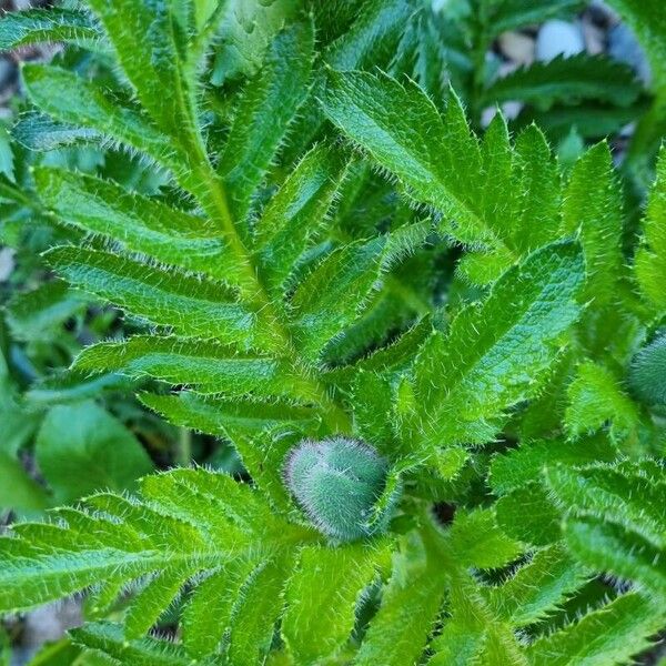 Papaver orientale Lapas