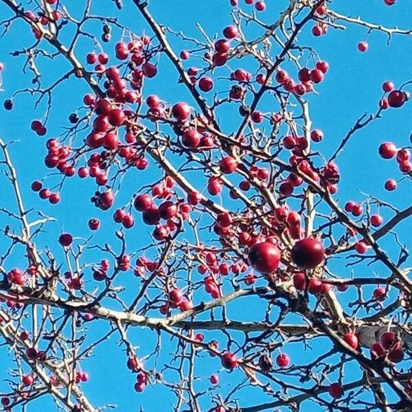 Crataegus laciniata Fruit