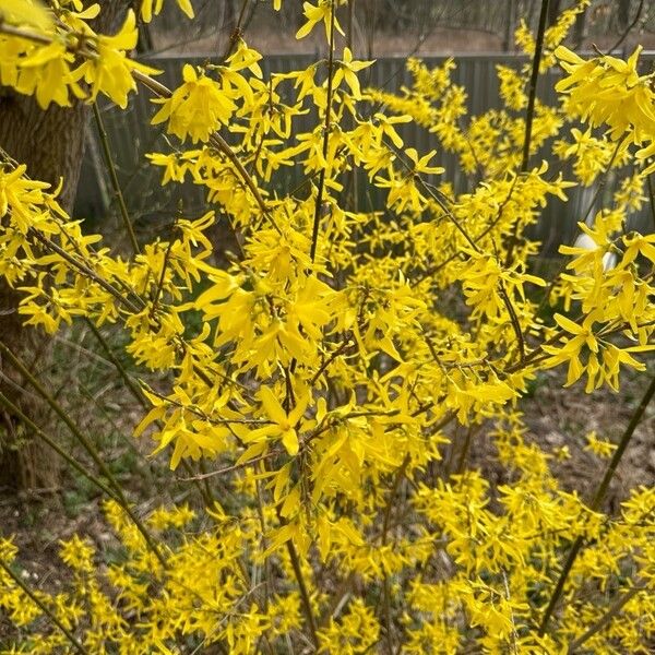 Forsythia viridissima Blüte