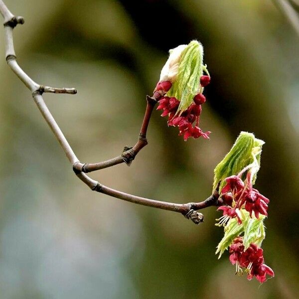 Acer circinatum Flor