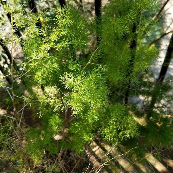 Asparagus tenuifolius List