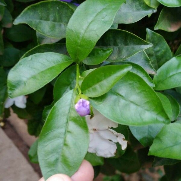 Brunfelsia uniflora Leaf