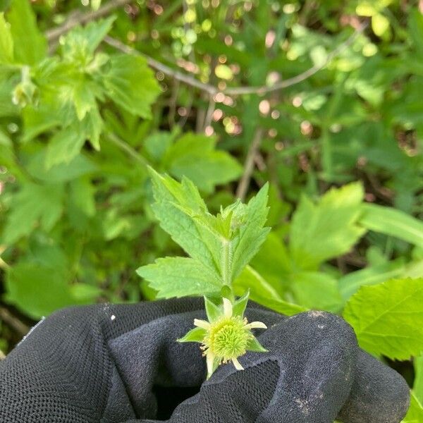 Geum laciniatum Bloem