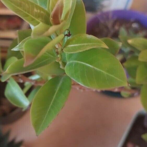 Mandevilla sanderi Blad