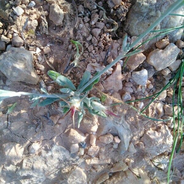 Centaurea eriophora फूल