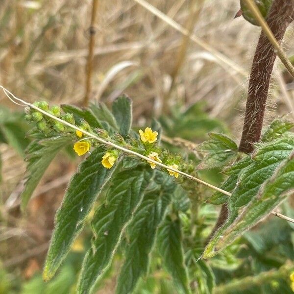 Agrimonia eupatoria Feuille