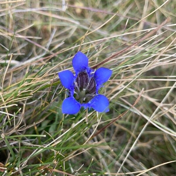 Gentiana pneumonanthe 花