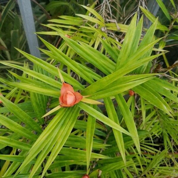 Freycinetia cumingiana Hoja