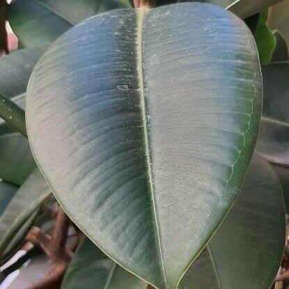 Ficus elastica Φύλλο