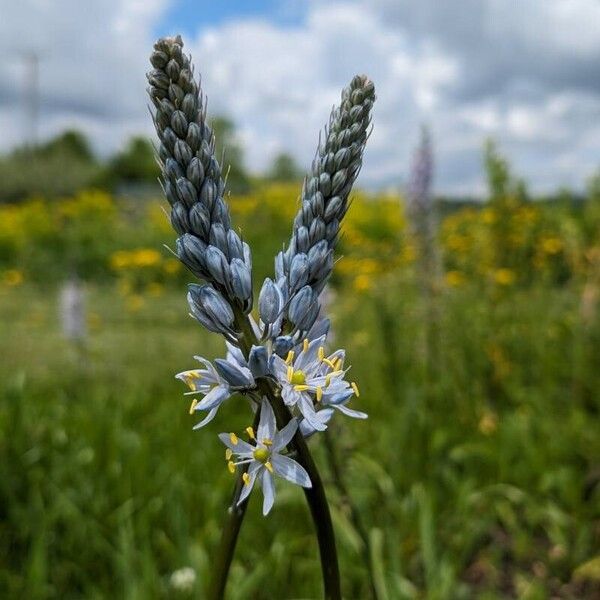 Camassia angusta Цвят