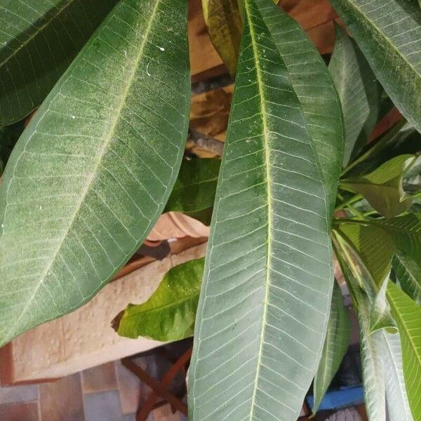 Plumeria rubra Blad