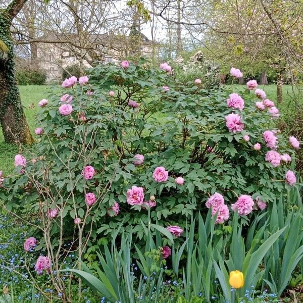 Paeonia × suffruticosa Celota