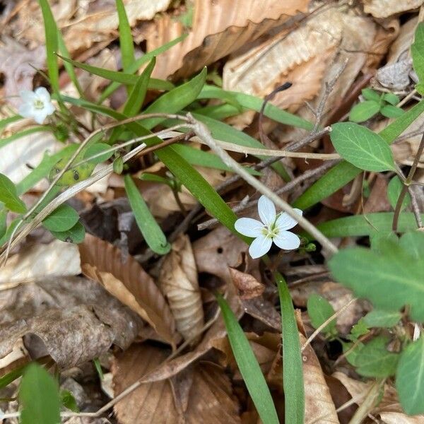 Claytonia virginica Blomst