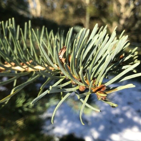 Abies concolor Leaf