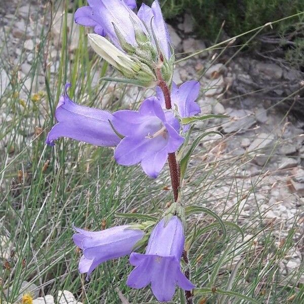 Campanula speciosa Květ