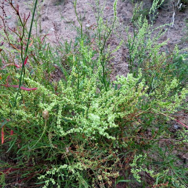 Rumex acetosella Habit