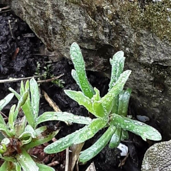 Artemisia dracunculus 葉