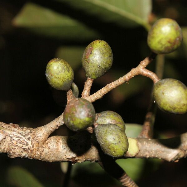 Bursera simaruba Fruit