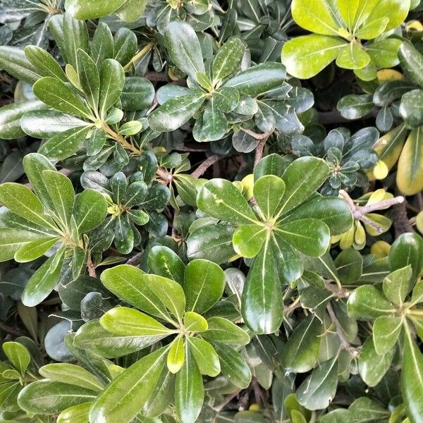 Pittosporum heterophyllum ഇല