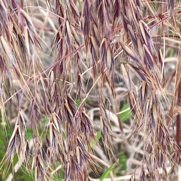 Bromus tectorum ফুল