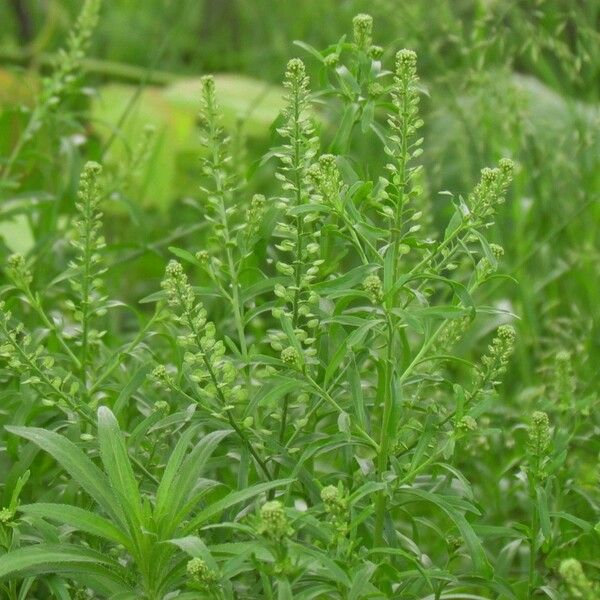 Lepidium densiflorum ശീലം