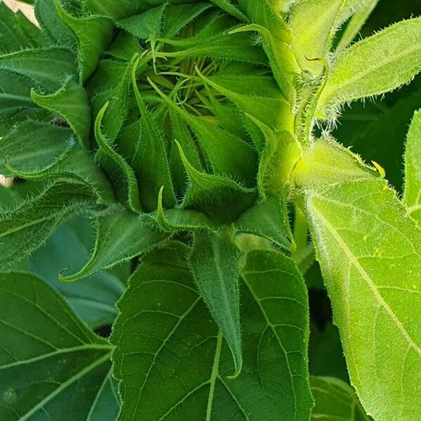 Helianthus annuus Φύλλο