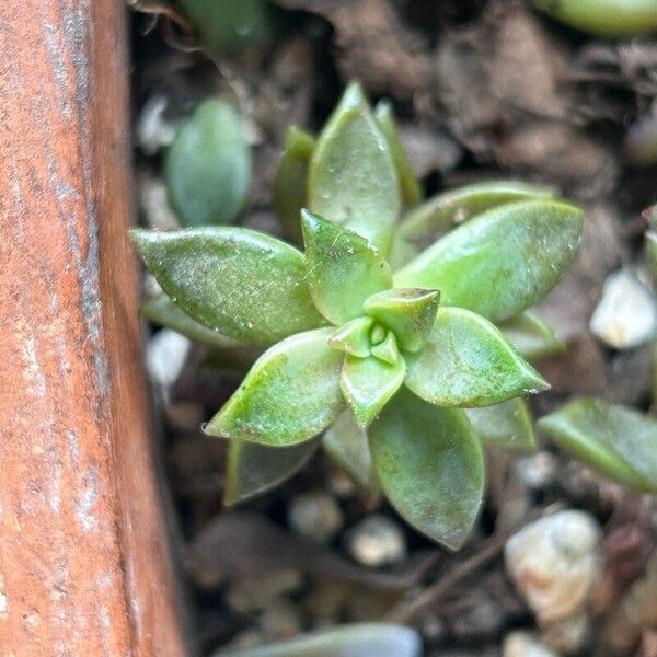 Graptopetalum paraguayense पत्ता