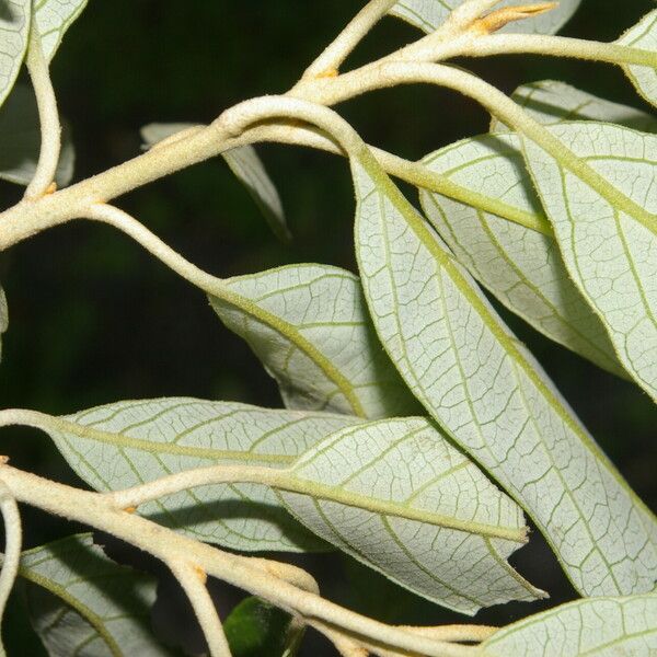 Styrax argenteus Ліст