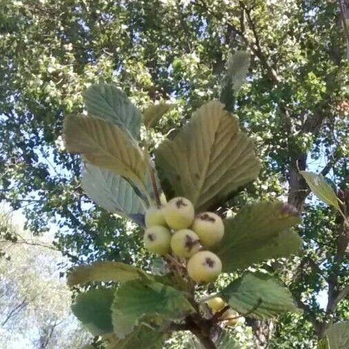 Aria edulis Fruit