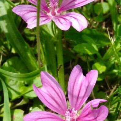 Malva sylvestris Blüte