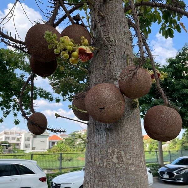 Couroupita guianensis Fruit