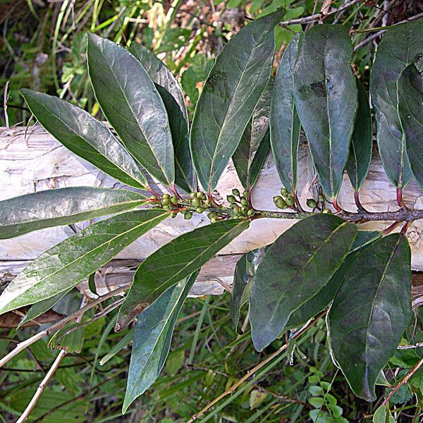 Xylosma lancifolia Alkat (teljes növény)